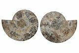 Cut & Polished, Agatized Ammonite Fossil - Madagascar #207438-1